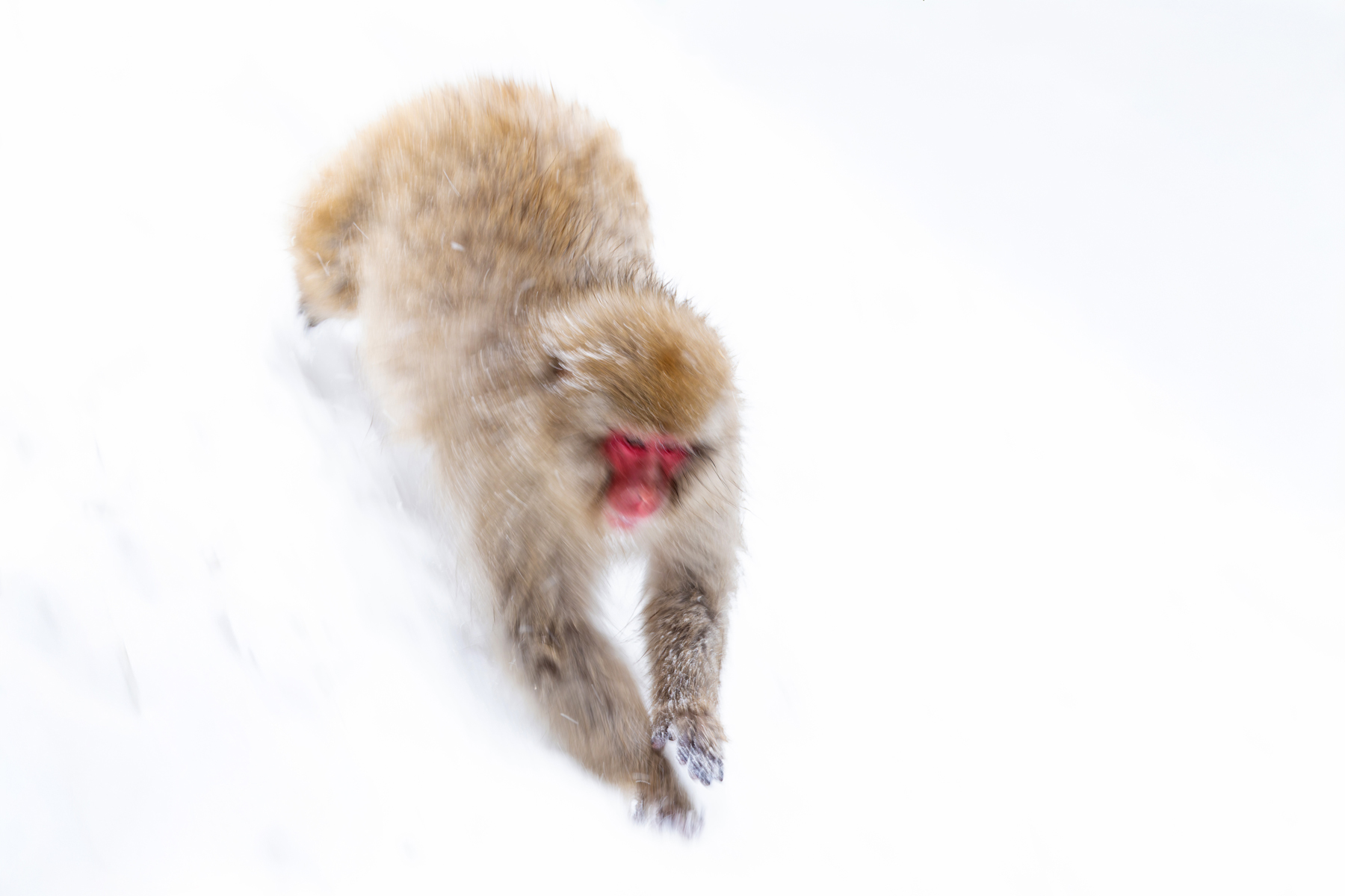 Japanese Macaque motion blur in the snow (Image by Mike Watson)