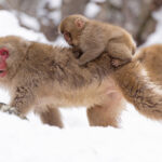 Japanese Macaque piggy back (Image by Mike Watson)