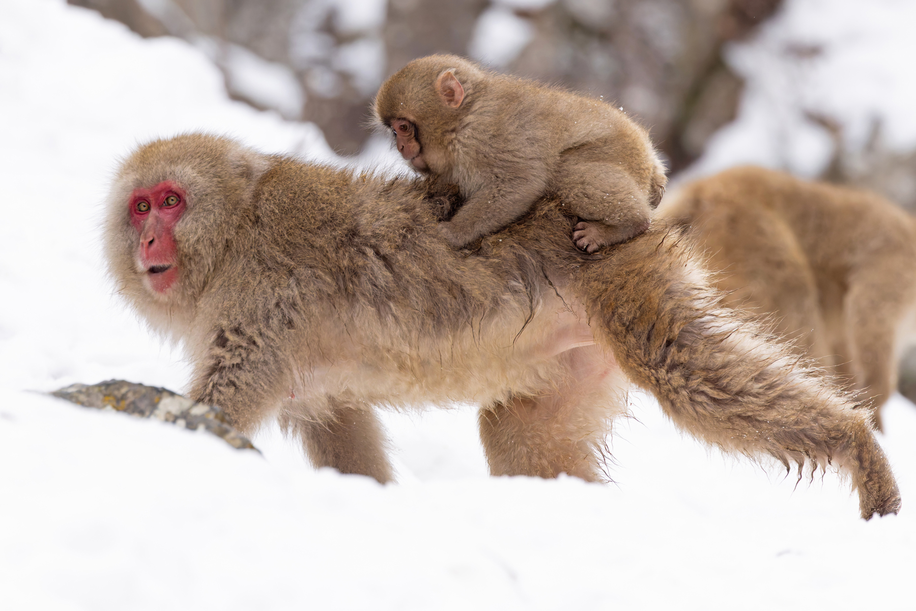 Japanese Macaque piggy back (Image by Mike Watson)