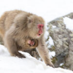 Japanese Macaque piggy front! (Image by Mike Watson)