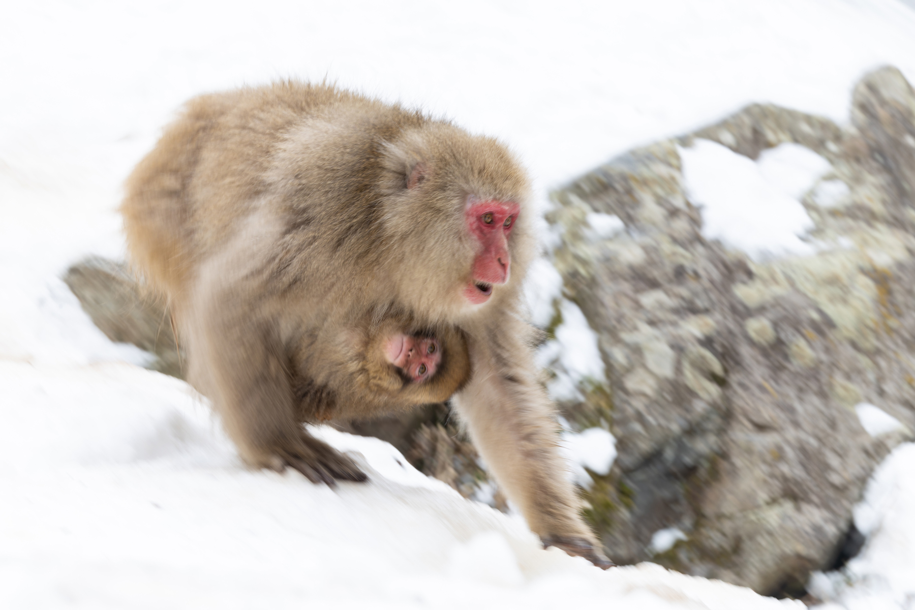 Japanese Macaque piggy front! (Image by Mike Watson)