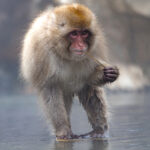 Japanese Macaques can walk on water? (Image by Mike Watson)