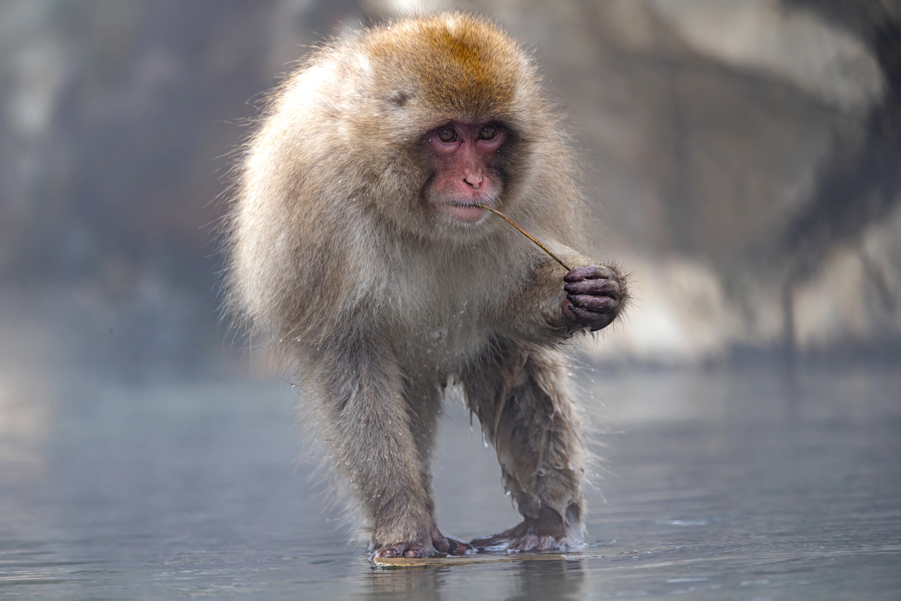 Japanese Macaques can walk on water? (Image by Mike Watson)