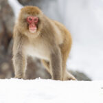 Japanese Macaque serene pose (Image by Mike Watson)