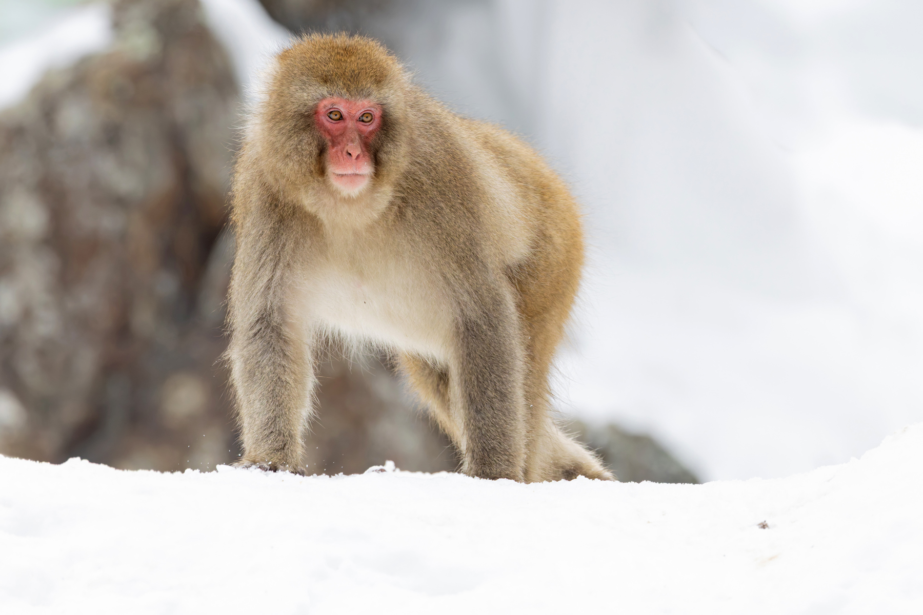 Japanese Macaque serene pose (Image by Mike Watson)