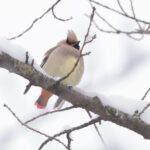 To complete the set! Japanese Waxwing (Image by Mike Watson)