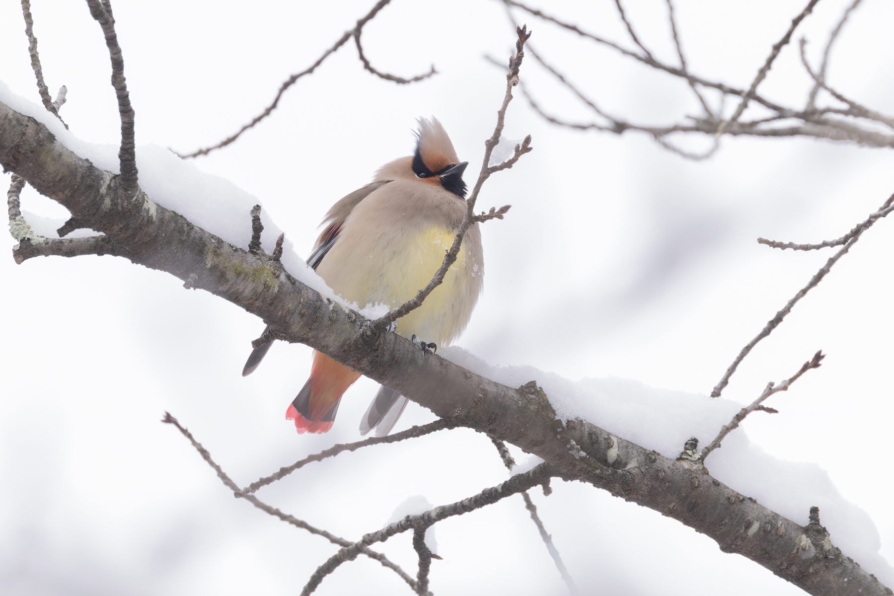 To complete the set! Japanese Waxwing (Image by Mike Watson)