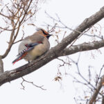 Japanese Waxwing upperwing detail (Image by Mike Watson)
