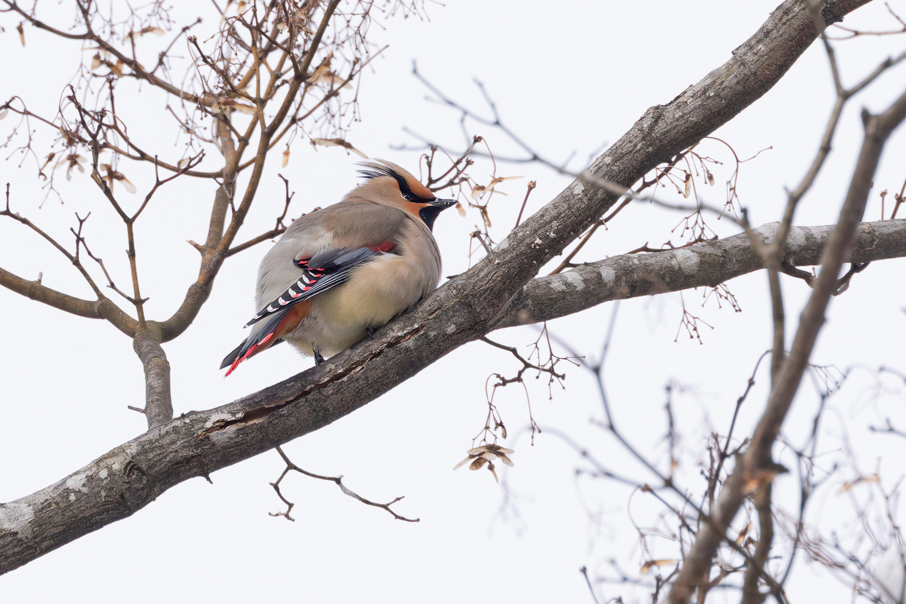 Japanese Waxwing upperwing detail (Image by Mike Watson)