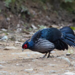 Kalij Pheasant, Phulchowki (Image by Mike Watson)