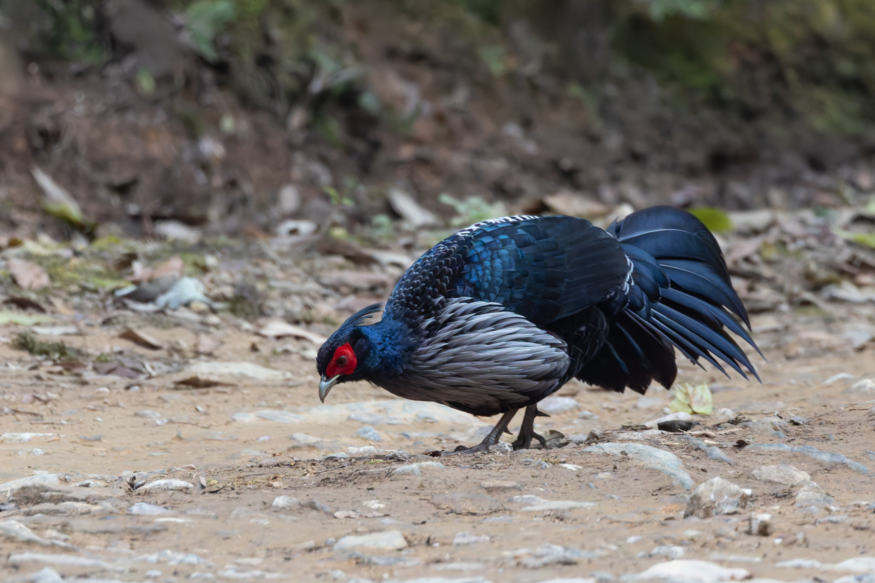 Kalij Pheasant, Phulchowki (Image by Mike Watson)