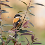 Long-tailed Shrike, Kathmandu Valley (Image by Mike Watson)