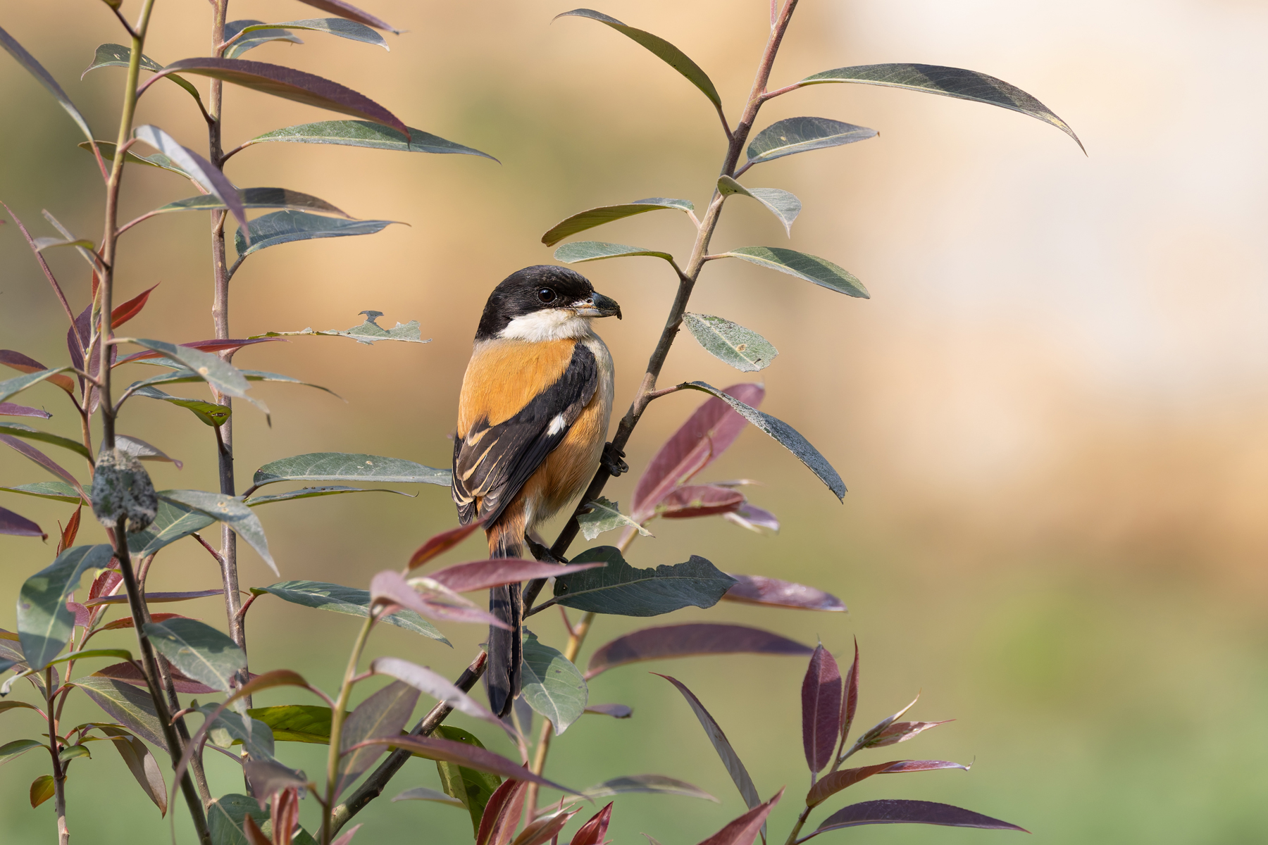 Long-tailed Shrike, Kathmandu Valley (Image by Mike Watson)