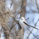 Long-tailed Tit, always a favourite, you can buy all manner of Long-tail related gifts in Japan! (Image by Mike Watson)