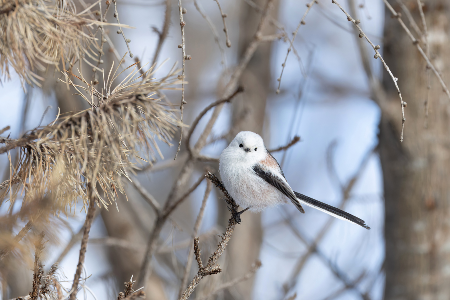 Long-tailed Tit, always a favourite, you can buy all manner of Long-tail related gifts in Japan! (Image by Mike Watson)
