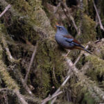 Maroon-backed Accentor, Phulchowki (Image by Mike Watson)