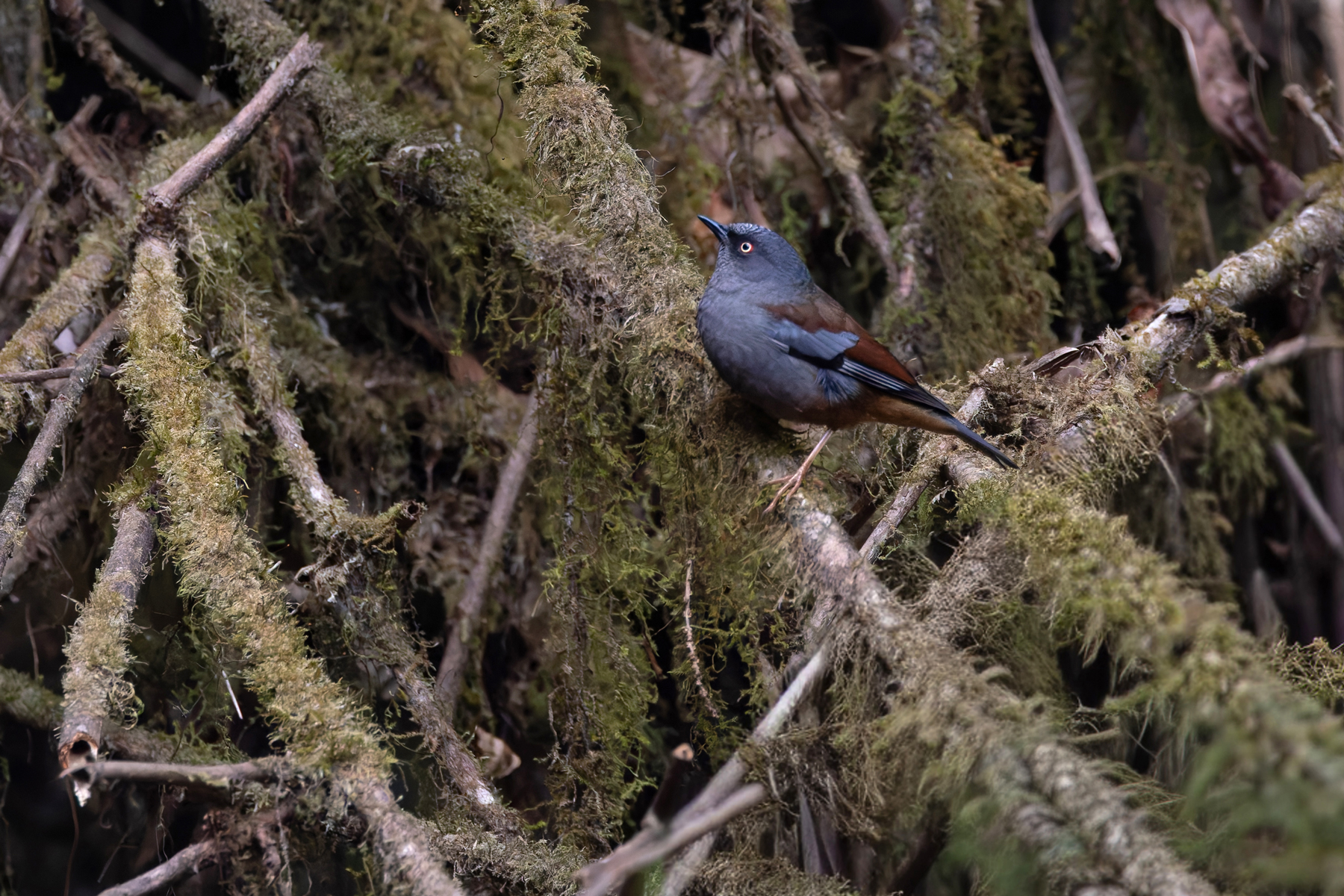 Maroon-backed Accentor, Phulchowki (Image by Mike Watson)