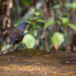 Maroon-backed Accentor, Habre’s Nest (Image by Mike Watson)