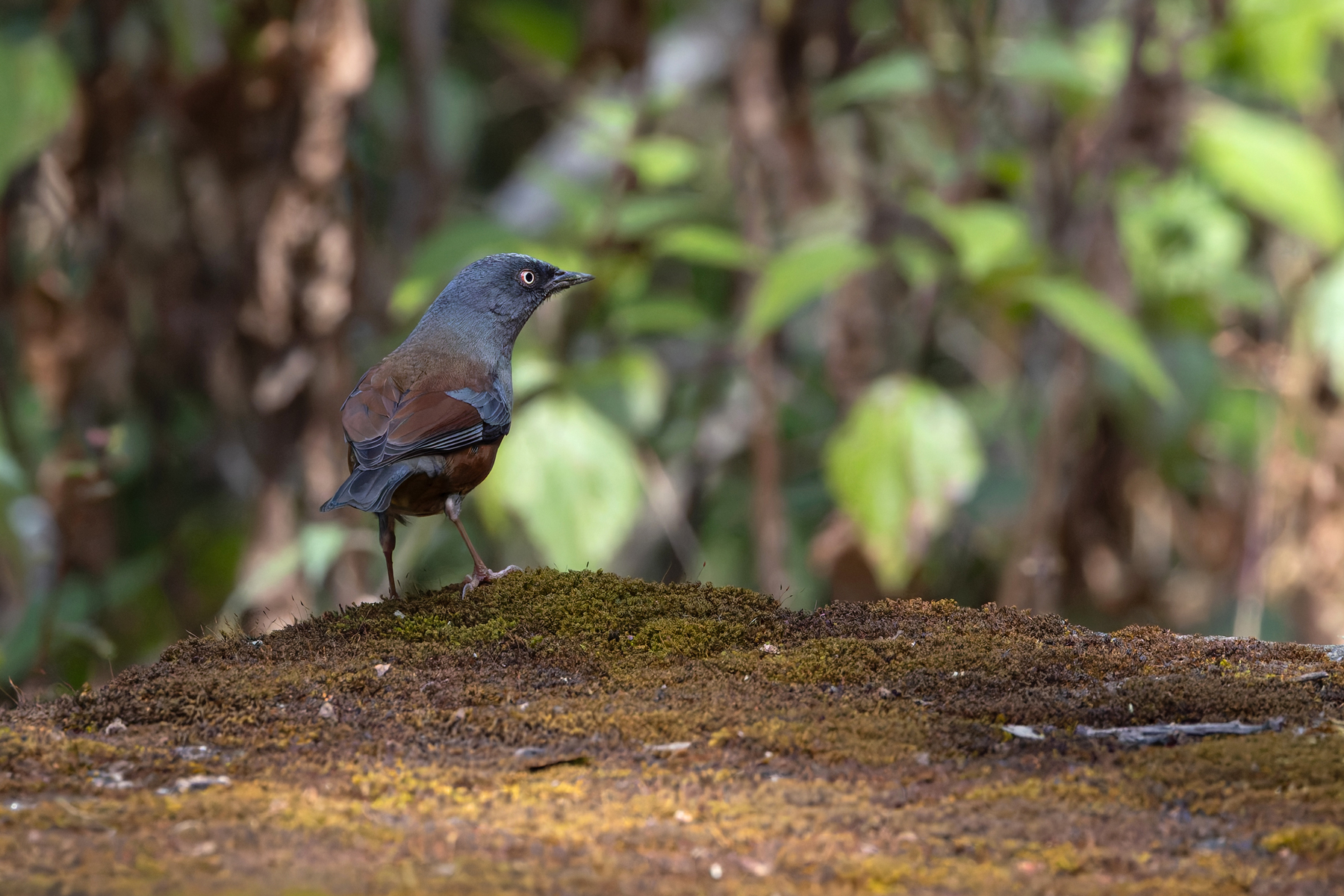 Maroon-backed Accentor, Habre’s Nest (Image by Mike Watson)