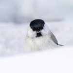 Marsh Tit close up (Image by Mike Watson)