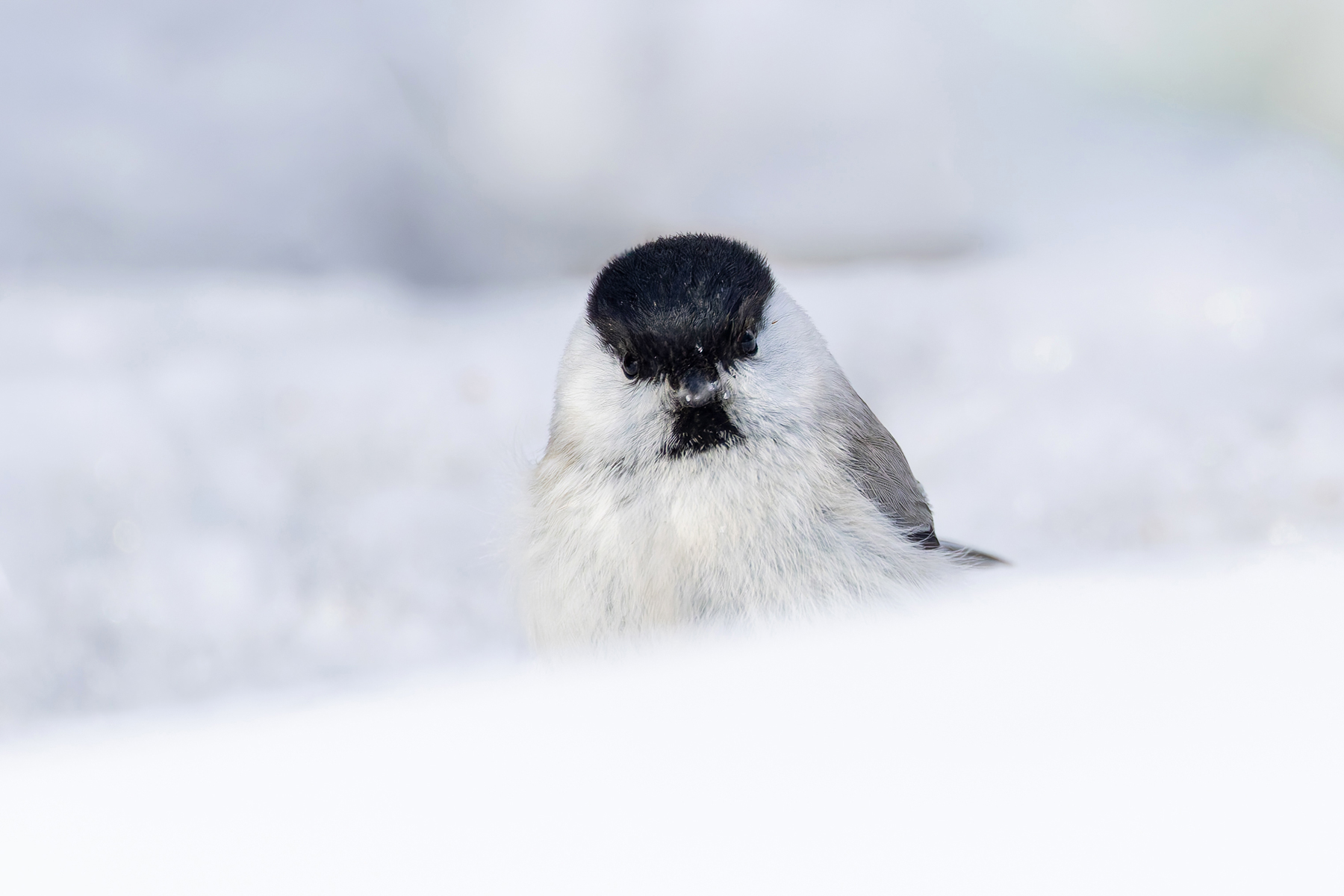 Marsh Tit close up (Image by Mike Watson)