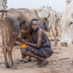 A beautiful Mundari woman milking her cow (image by Inger Vandyke)