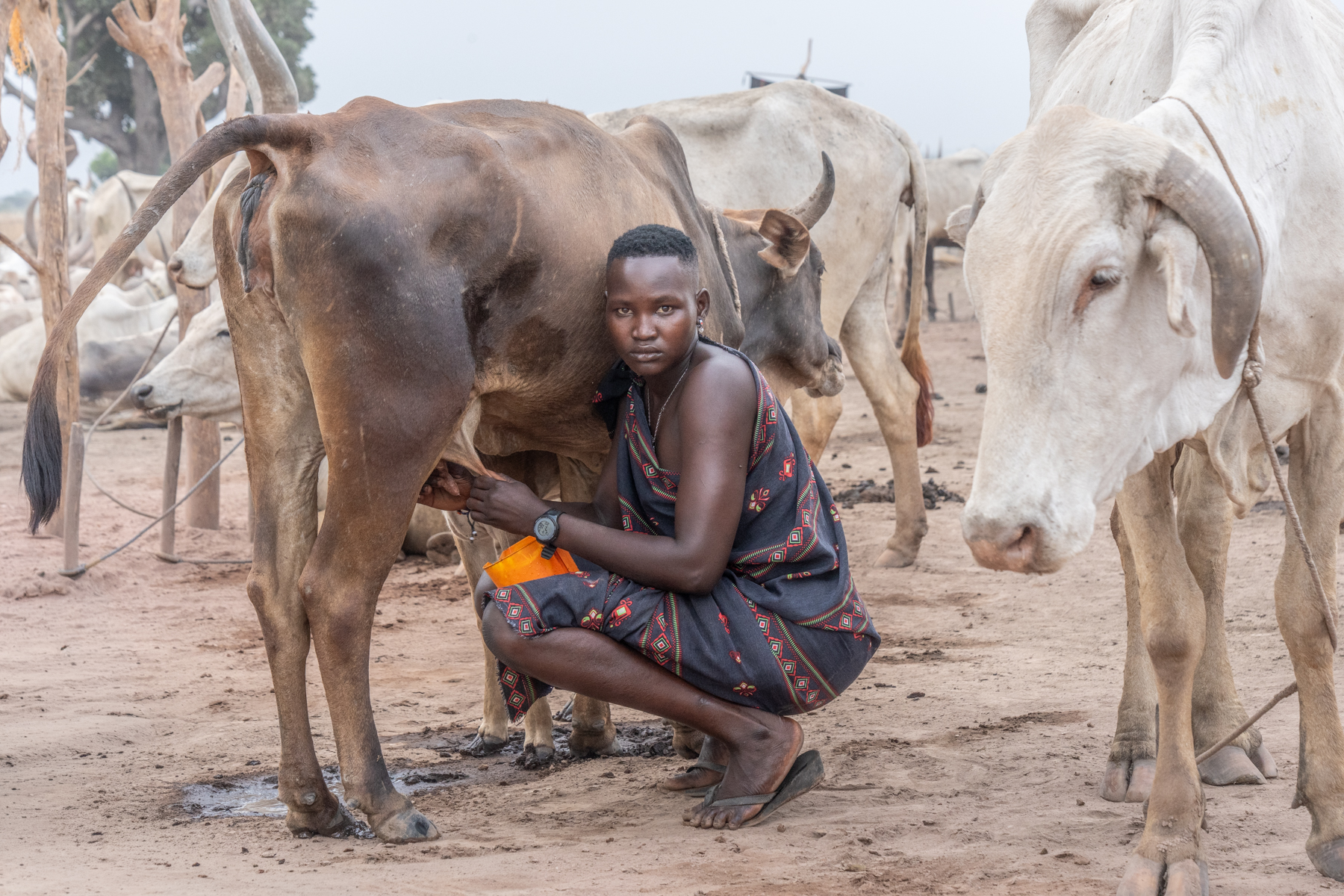A beautiful Mundari woman milking her cow (image by Inger Vandyke)