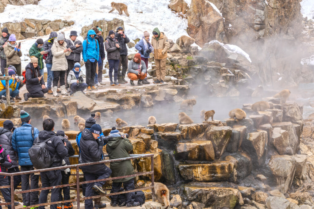 Apes watching apes at Jigokudani (Image by Mike Watson)