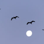 Moonlight cranes at Arasaki (Image by Mike Watson)