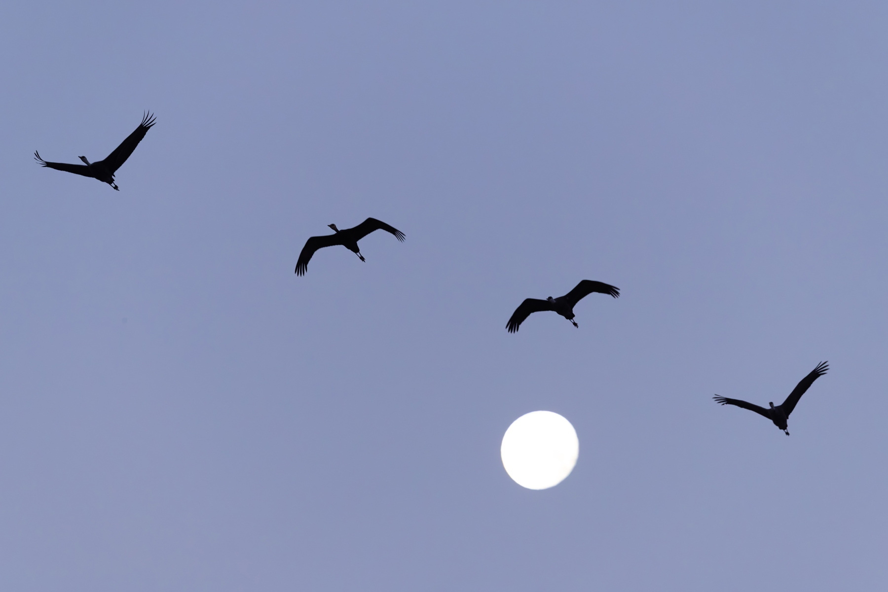 Moonlight cranes at Arasaki (Image by Mike Watson)