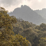 Forested ridges at Phulchowki (Image by Mike Watson)