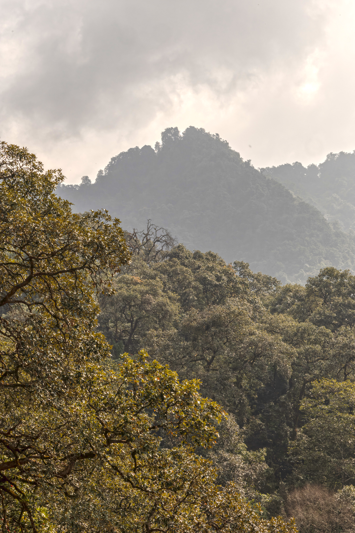 Forested ridges at Phulchowki (Image by Mike Watson)