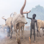 Mundari boy with his favourite cow (image by Inger Vandyke)