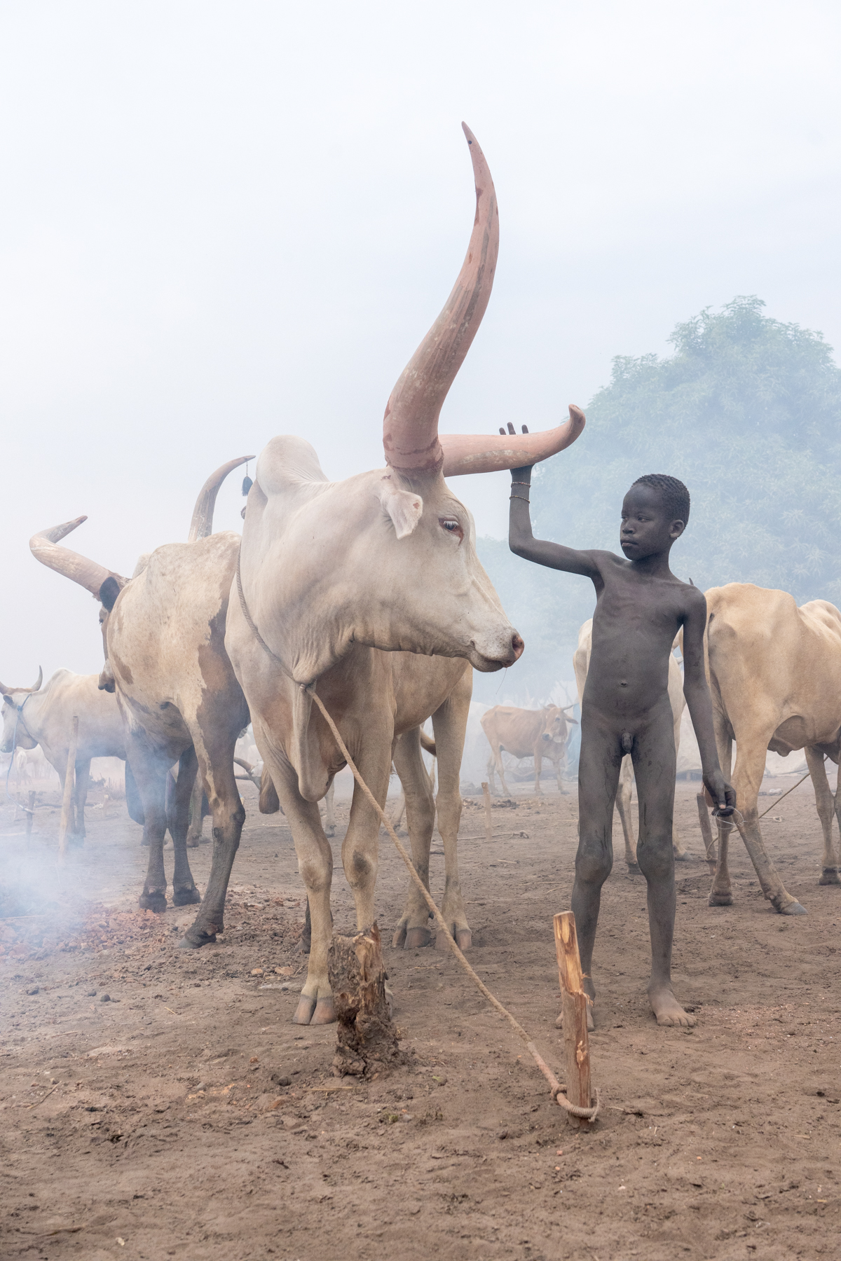 Mundari boy with his favourite cow (image by Inger Vandyke)