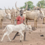 A young Mundari boy guides his calf into camp (image by Inger Vandyke)