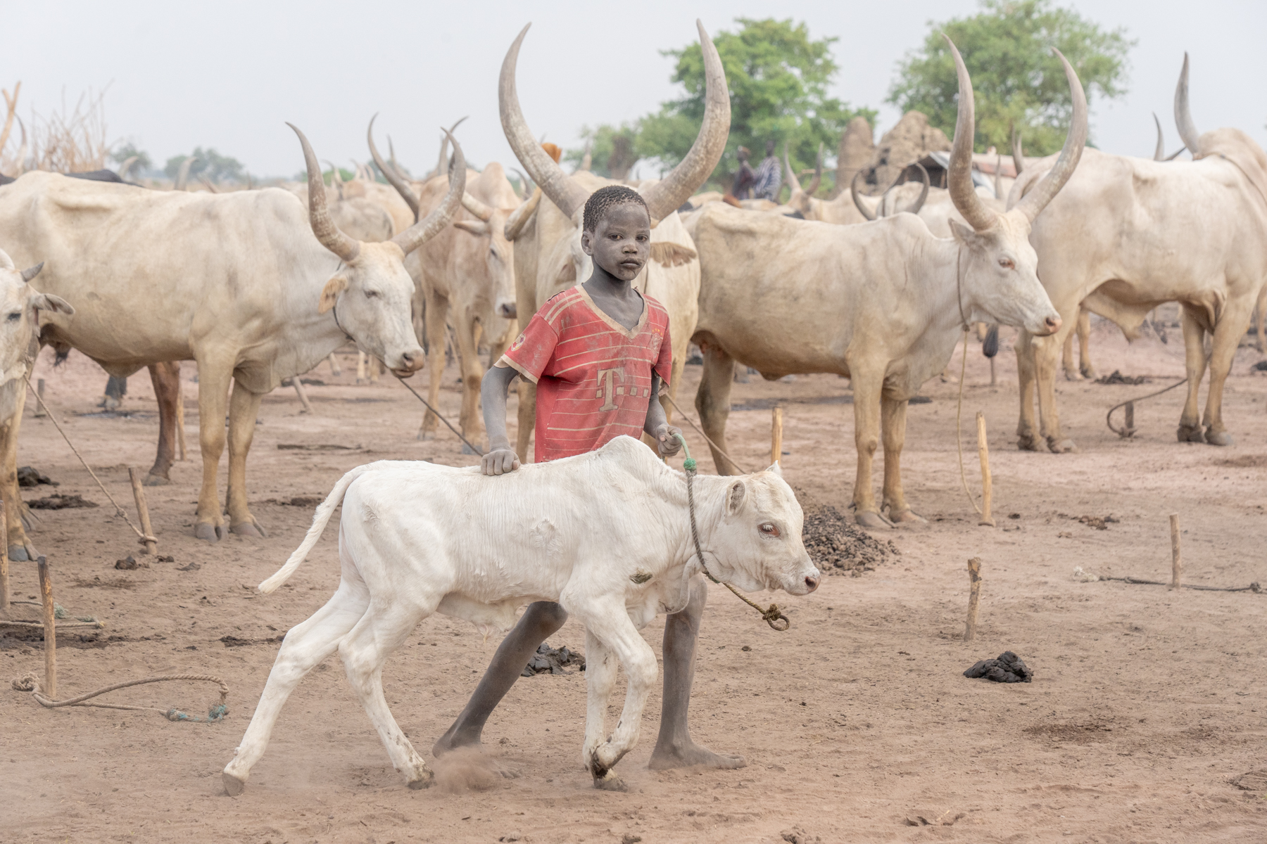 A young Mundari boy guides his calf into camp (image by Inger Vandyke)