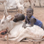 Giggling Mundari boys hanging out with their favourite calf (image by Inger Vandyke)