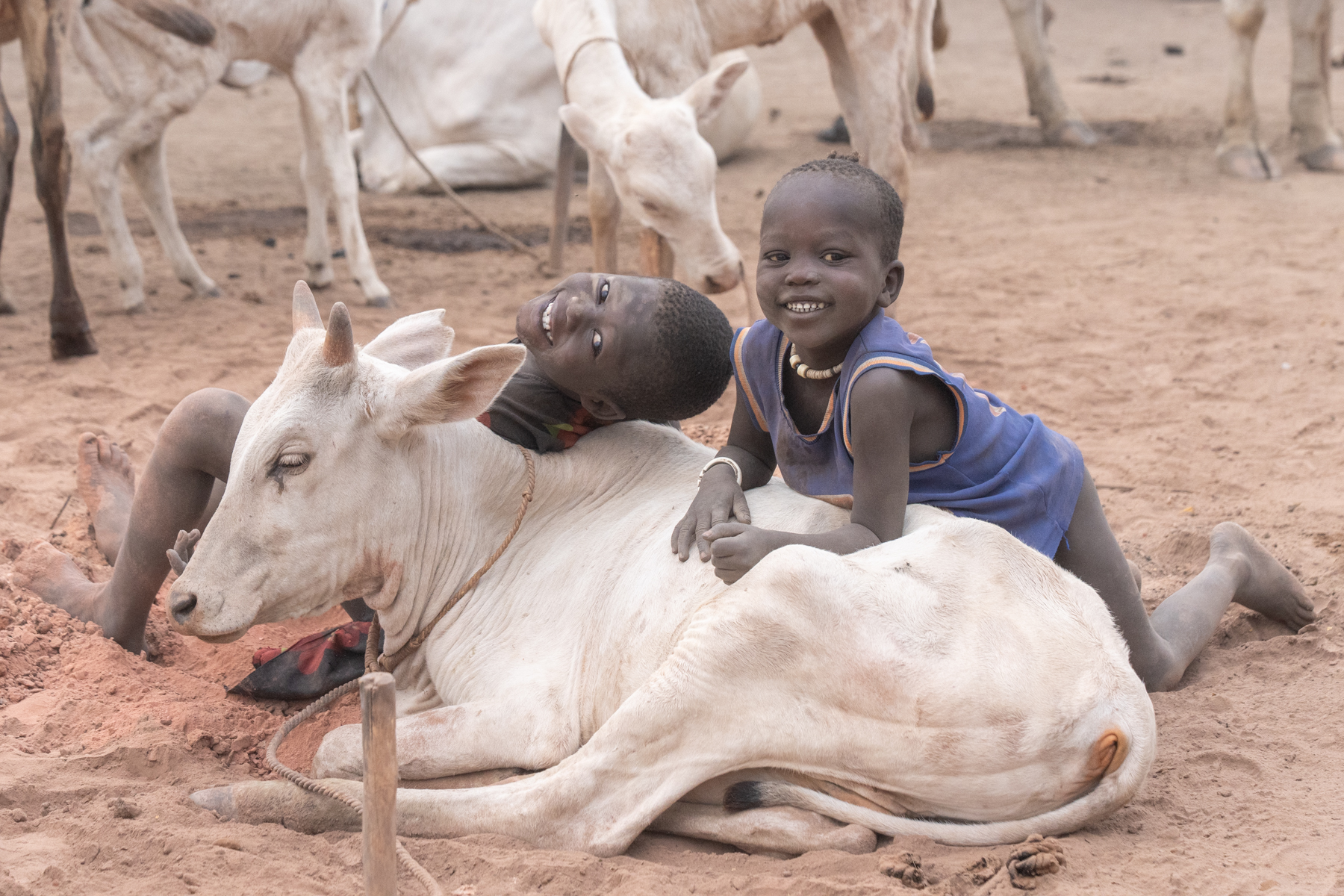 Giggling Mundari boys hanging out with their favourite calf (image by Inger Vandyke)