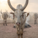 Mundari cow with its clipped ears (image by Inger Vandyke)