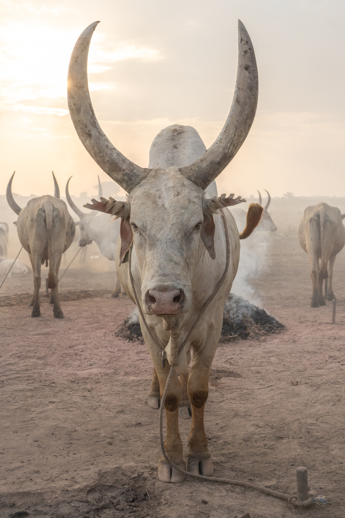 Mundari cow with its clipped ears (image by Inger Vandyke)