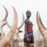 Aker and cows (image by Inger Vandyke)