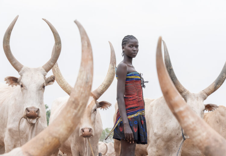 Aker and cows (image by Inger Vandyke)