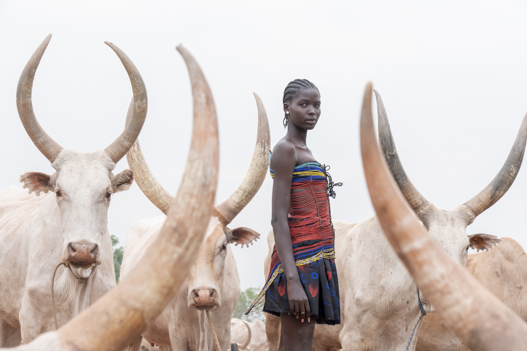 Aker and cows (image by Inger Vandyke)