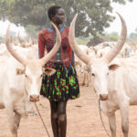 Nyanda and cows (image by Inger Vandyke)