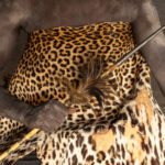 Mundari spear and leopard skin (image by Inger Vandyke)
