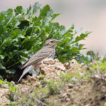 Olive-backed Pipit, Kathmandu Valley (Image by Mike Watson)