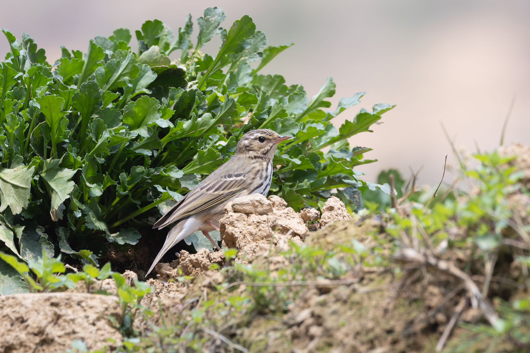 Olive-backed Pipit, Kathmandu Valley (Image by Mike Watson)