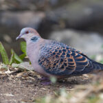 Oriental Turtle Dove occasionally appeared at the Habre’s Nest Bird Hide (Image by Mike Watson)
