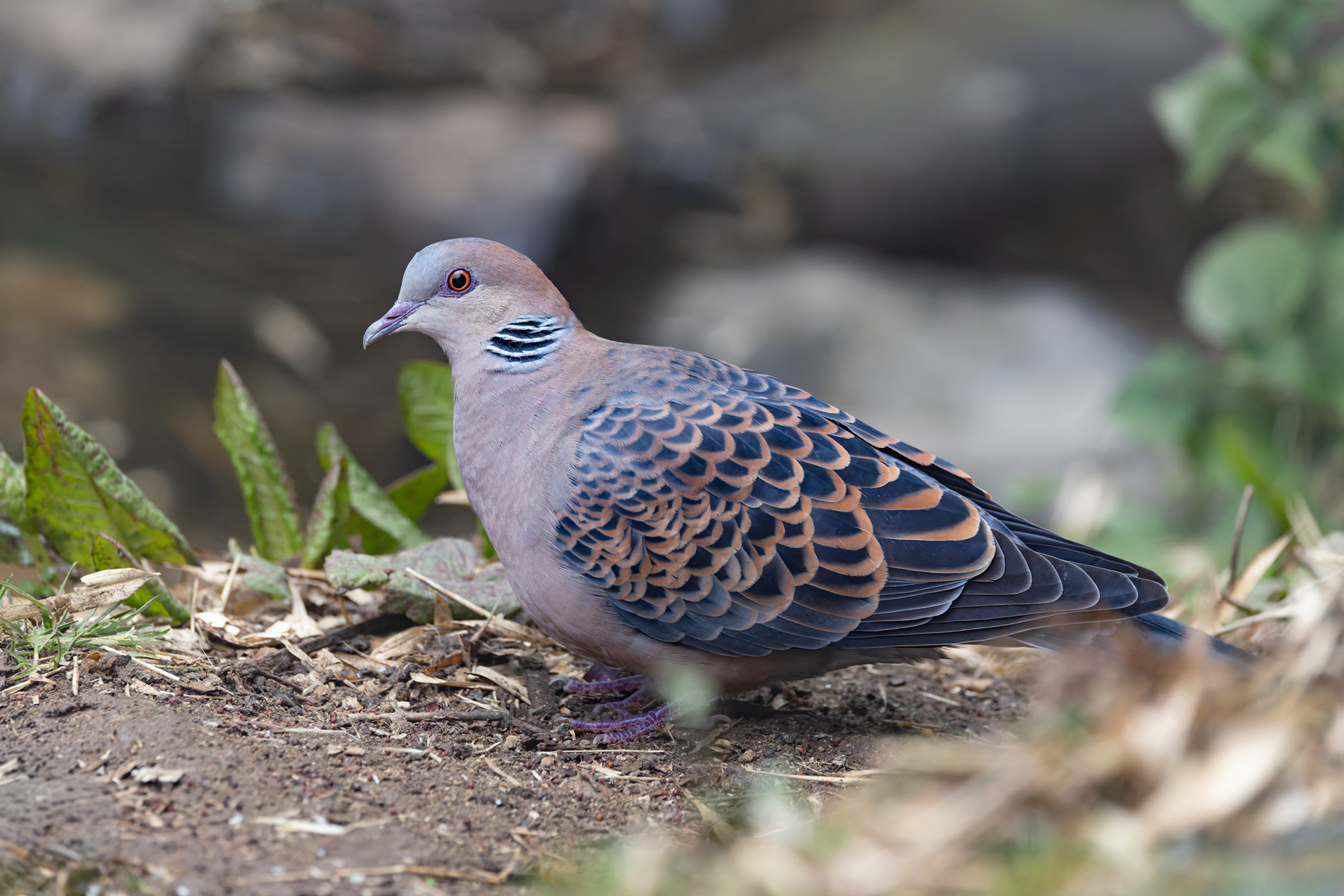 Oriental Turtle Dove occasionally appeared at the Habre’s Nest Bird Hide (Image by Mike Watson)