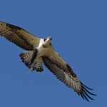 Osprey at Arasaki, it has even turned its fish the right way round for smoother flight (Image by Mike Watson)